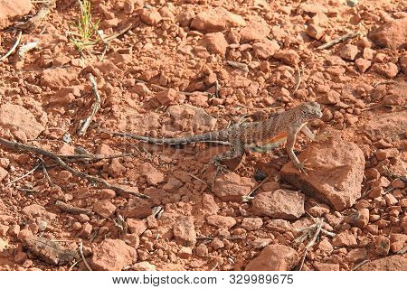 Greater Earless Lizard, Enjoying The Sun, Sedona, Arizona.