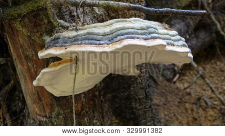A Fungus Fomentarius Mushroom In Forest. Parasitic And Saprobic On The Wood.