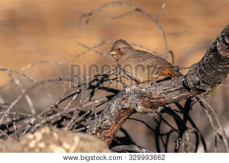 California Towhee Clings Tightly To Dried Branch Perch While Looking Out For Any Potential Danger In