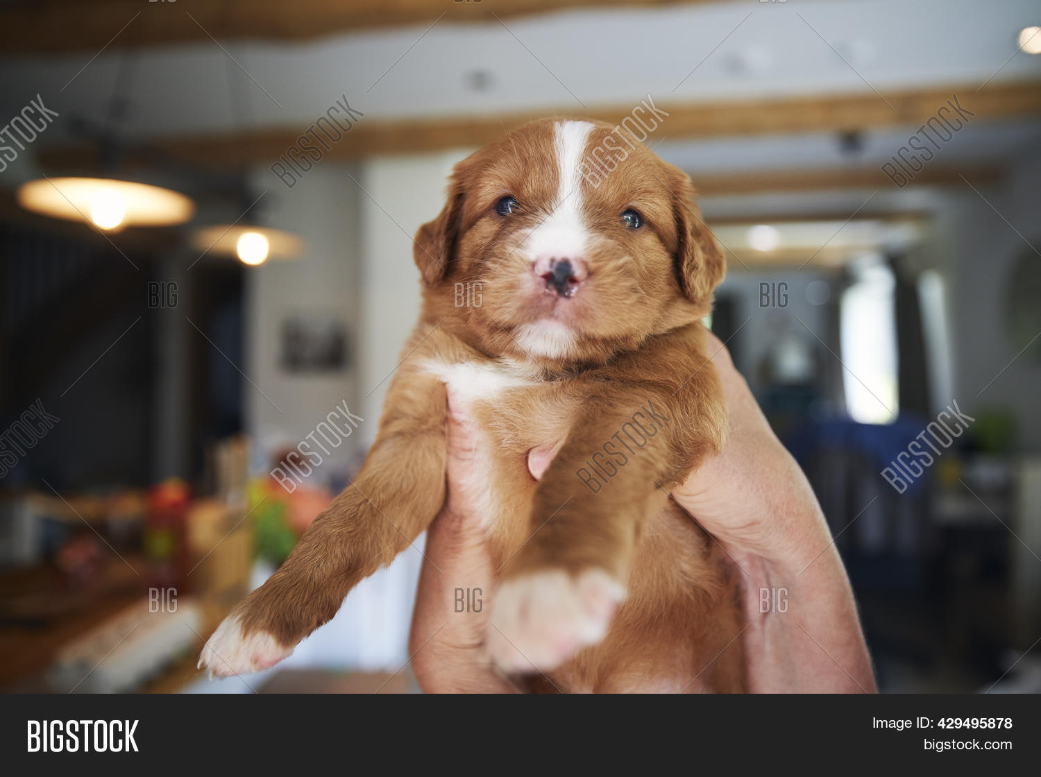 Man Holding Cute Puppy Image & Photo (Free Trial) Bigstock