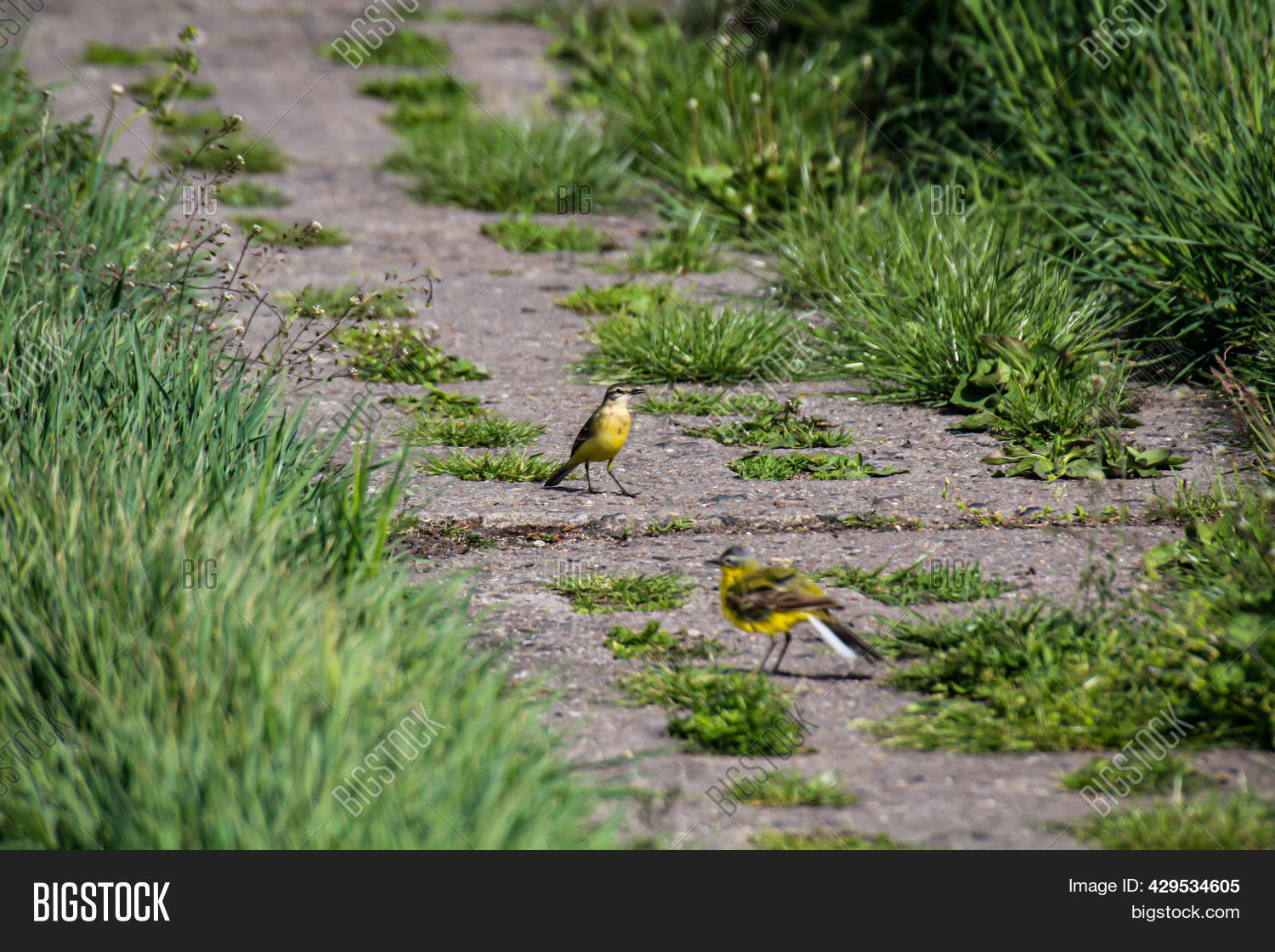 German Sheep Stilts On Image & Photo (Free Trial) Bigstock
