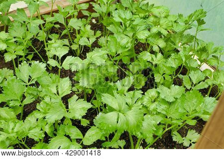 White Celery Seedlings Growing In A Vegetable Bed In A Polytunnel