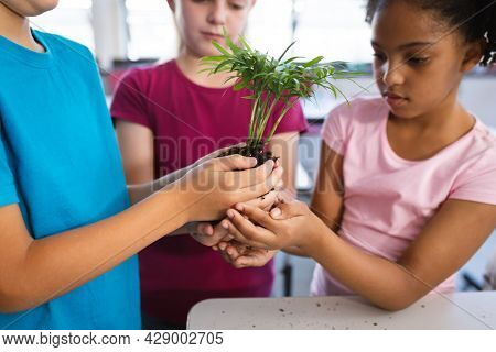 Mid section of diverse students holding a plant seedling together in the class at elementary school. school and education concept