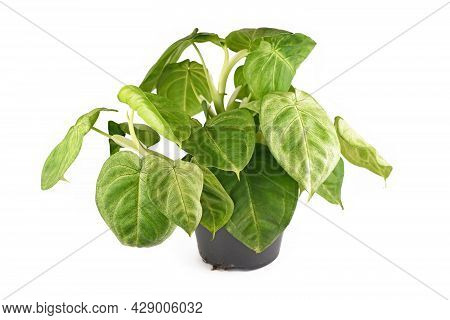 Tropical Houseplant With Botanic Name 'syngonium Macrophyllum Frosted Heart' In Flower Pot Isolated 