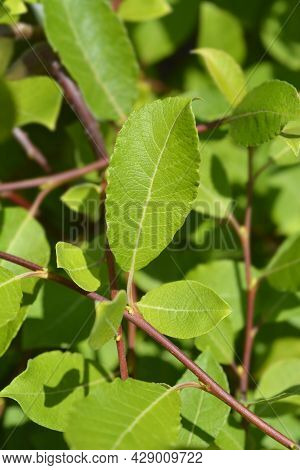 Kilmarnock Willow Leaves - Latin Name - Salix Caprea Kilmarnock