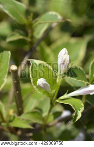 Variegated Weigela Flower Buds - Latin Name - Weigela Florida Nana Variegata