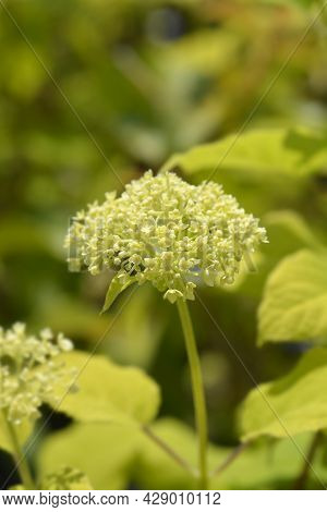 Smooth Hydrangea Annabelle Flowers - Latin Name - Hydrangea Arborescens Annabelle