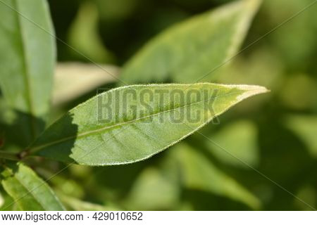 Gooseneck Loosestrife Leaves - Latin Name - Lysimachia Clethroides