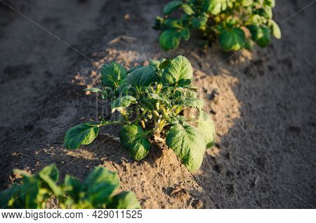 A Row Of Young Shoots Of Potato Bushes. Potatoes Plants On The Field. Agribusiness Organic Farming. 