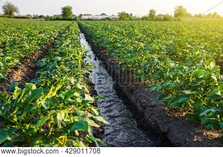 Water Flows Through An Irrigation Canal. Watering The Potato Plantation. Roviding The Field With Lif