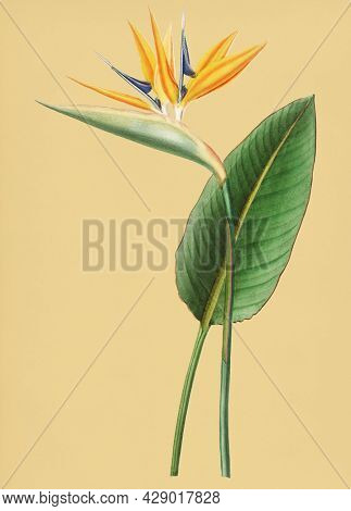 Vintage Illustration of Bird of paradise.