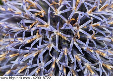 Extreme close up shot of Globe Thistle flower