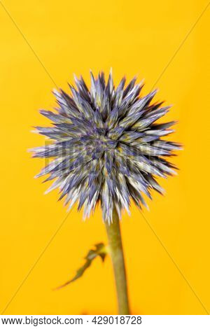 Close up shot of Globe thistle flower on yellow background