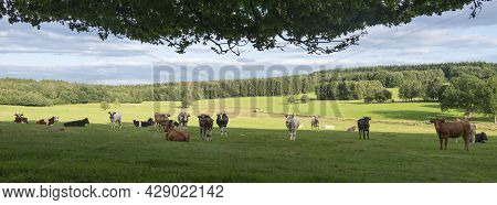Panorama Picture Of Blue Sky With Clouds And Cows In Variations Of White, Black, Brown And Red In Gr
