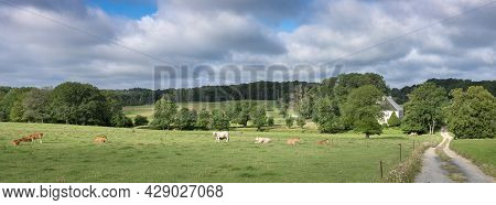 Farm House In Summer Countryside Landscape With Green Meadows And Cows In French Ardennes Near Charl
