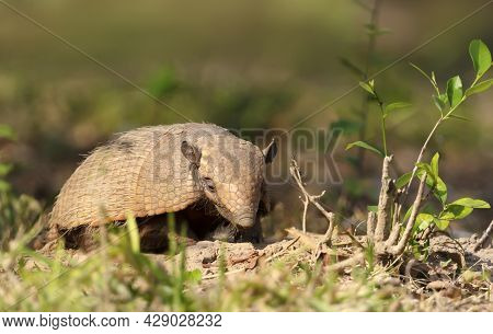 Close Up Of A Six-banded Armadillo (euphractus Sexcinctus) In South Pantanal, Brazil.