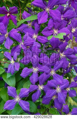 Clematis, Jackmanii, Is A Beautiful Climbing Plant With Violet Flowers. It Is Blooming All Summer.