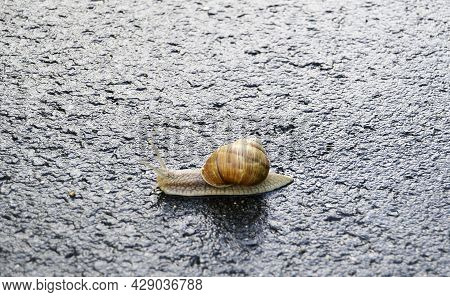 Big Garden Snail In Shell Crawling On Wet Road Hurry Home