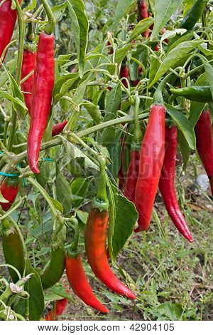 Chili peper