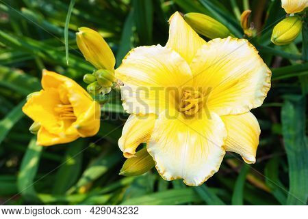 Daylily Blonde Is Beautiful - Large-flowered Yellow White Hemerocallis, Closeup