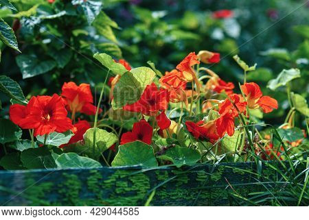 Tropaeolum Majus - Nasturtium Flowers On Gardenbed, Flowering Plant