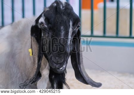 Portrait Of Black And Grey Nubian Goat Eating Hay And Making Funny Face At Agricultural Animal Exhib
