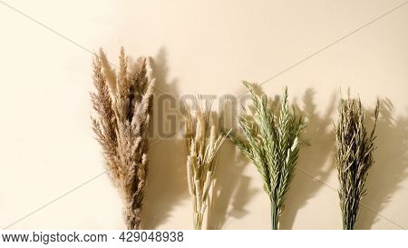 Meadow, Dry, Grass In Bouquets Lies On A Beige Background. Timothy Grass, Meadow Fescue, Awnless Bon