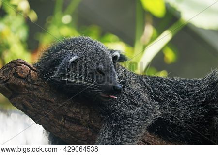 The Binturong, Also Known As Bearcat, Is A Viverrid Native To South And Southeast Asia.similar Speci