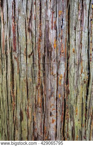 Tree Bark With Wood Resin Drops Texture Background. Cunninghamia Lanceolata Or China-fir Close-up