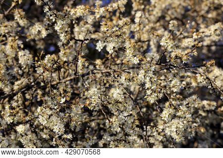 Thousands Of White Flowers Of Blackthorn (prunus Spinosa) In Spring At A Blackthorn Bush, Bavaria, G