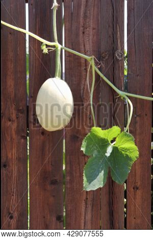 White Oval Squash Hanging On A Stem With Green Leaves On A Brown Wooden Fence Background