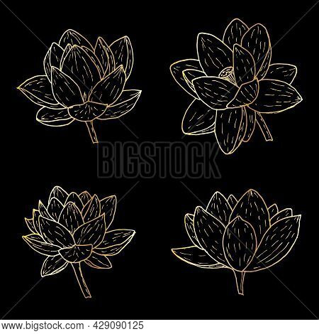 Indian Lotus, Sacred Lotus Nelumbo Nucifera, Water Lily, Flower Set. Hand Drawn Botanical Vector Ill