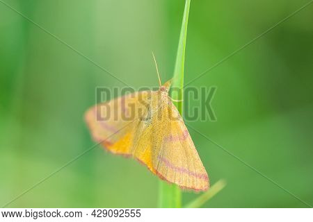 Purple-barred Yellow Moth - Lythria Cruentaria, Beautiful Colored Moth From European Meadows And Gra