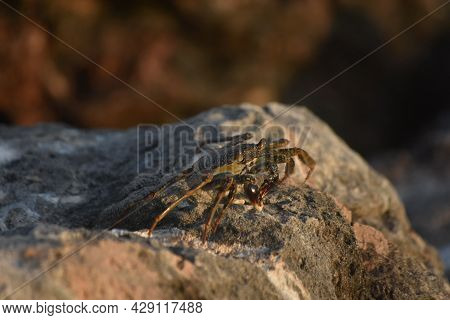 Soft-shelled Crab Getting Some Sun On  A Lava Rock.