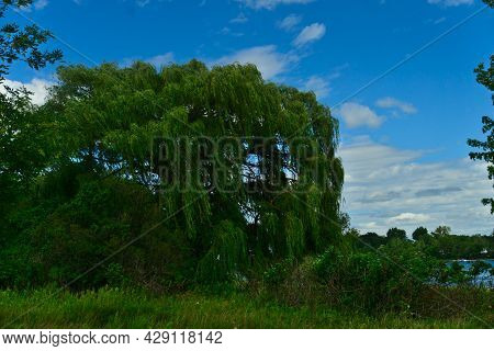 A Tree Of Long Thin Leaves With A Background Of Blue Sty And Clouds And River On An Island Of Bouche