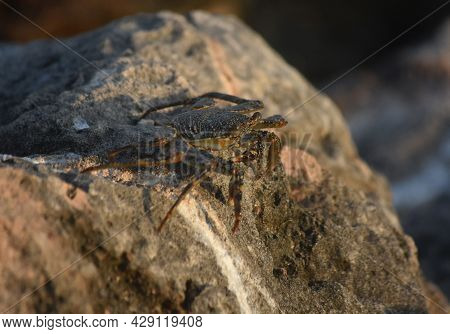 Rock With A Beautiful Soft-shelled Crab Posing.
