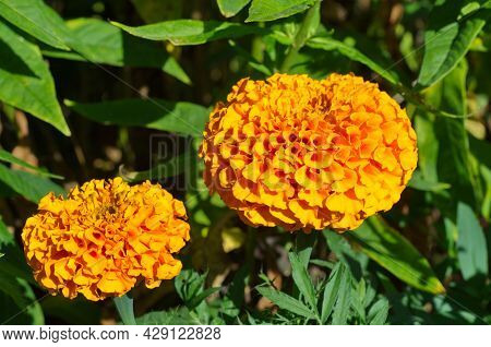 Orange Marigolds Erect 