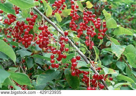 Branch With Fruits Of Red Bird Cherry. Bird Cherry Virginian.