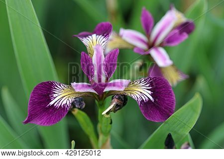 Purple Muslim Iris, Iris Spuria Subspecies Musulmanica, Flower Close Up With A Blurred Background Of