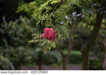 Crape Myrtle Flowers In Full Bloom. Lythraceae Deciduous Tree.