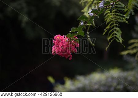 Crape Myrtle Flowers In Full Bloom. Lythraceae Deciduous Tree.