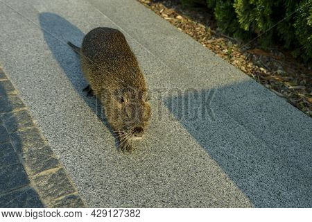 An Adult Large Nutria Is Running Along The Alley. Fluffy Brown Nutria With A White Mustache In A Cit