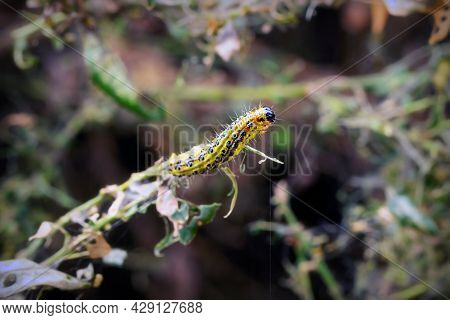 Box Moth Caterpillar Feeding On A.bush  ( Cydalima Perspectalis )