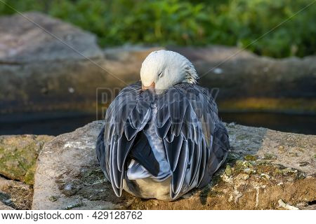 The Snow Goose (anser Caerulescens)i N A Zoopark . The  Dark Morph Often Known As The Blue Goose Is 