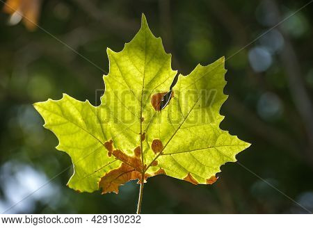 Bucharest, Romania - August 05, 2021: A Sunlit Green Platanus Leaf Is Affected By Anthracnose.