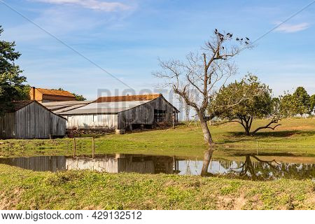 Farm With Lake And Tapicuru Birds Over Tree, Venancio Aires, Rio Grande Do Sul, Brazil