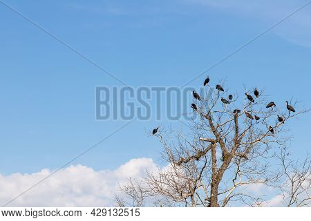 Tapicuru Birds Over Tree, Venancio Aires, Rio Grande Do Sul, Brazil
