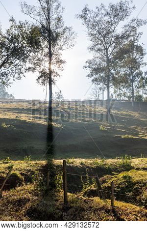 Farm Field With Trees At Sunrise, Venancio Aires, Rio Grande Do Sul, Brazil