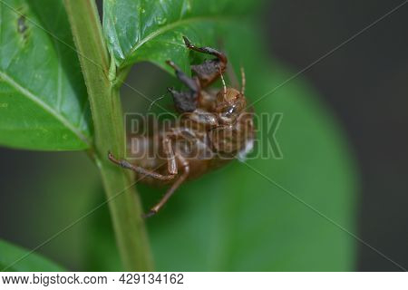 Cicada Shell. Cicadas Grow Larger By Repeating Molting. Shells Remain On Trees And Grass After The F