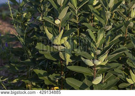 The Milkweed Flowers - Asclepias (asclepias Syriaca) ,  Flowering Plants  Traditionally Used  For Me